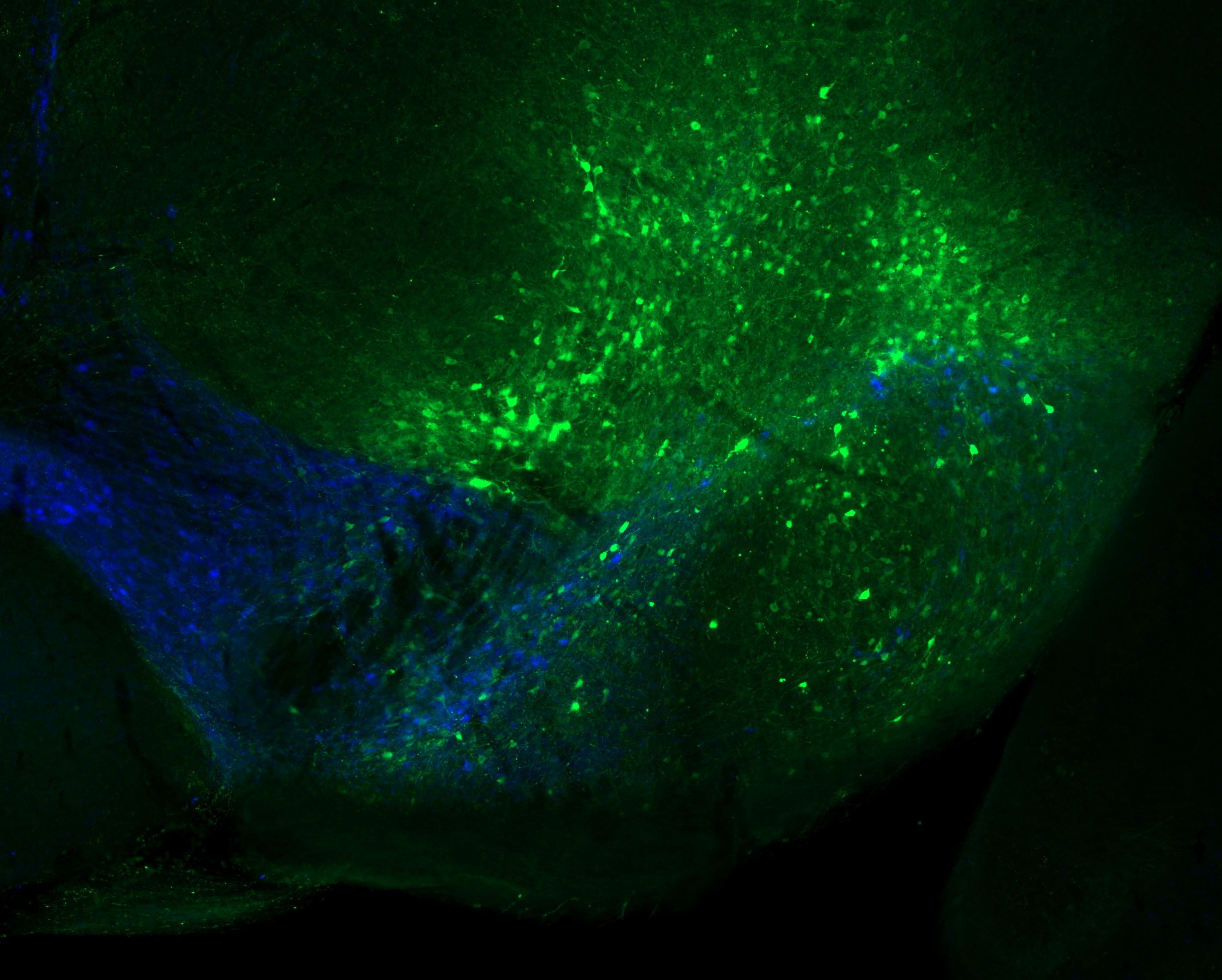 Addgene: AAV Data Hub - pGP-AAV-syn-jGCaMP7f-WPRE in Mouse (AAV